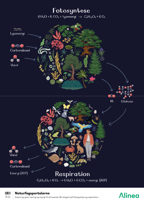 Plakat: Fotosyntese og respiration